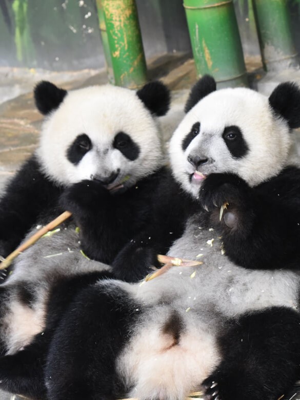 chimelong safari park